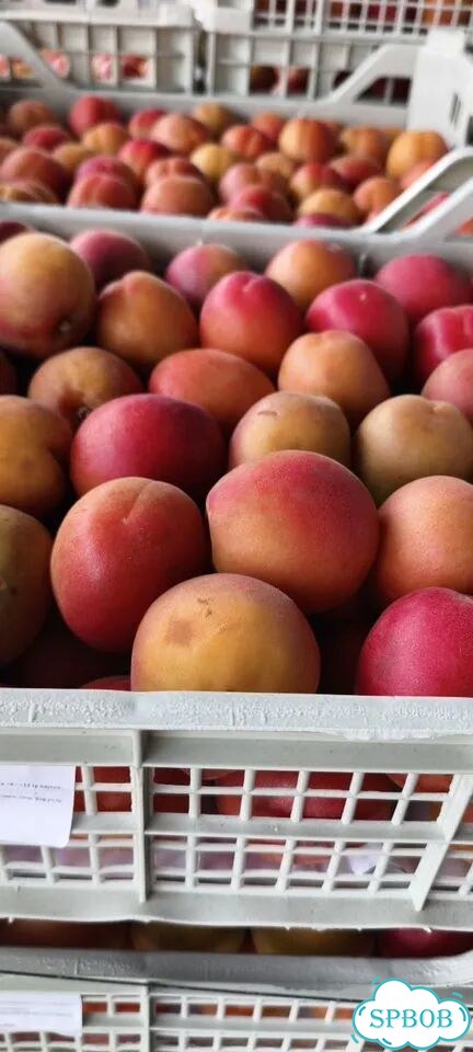 Абрикосы медовые супер вкусные вкус огнище фото 4