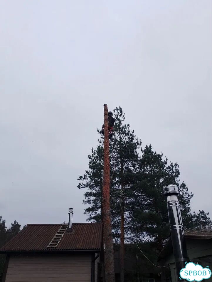 Спил деревьев обрезка веток фото 2