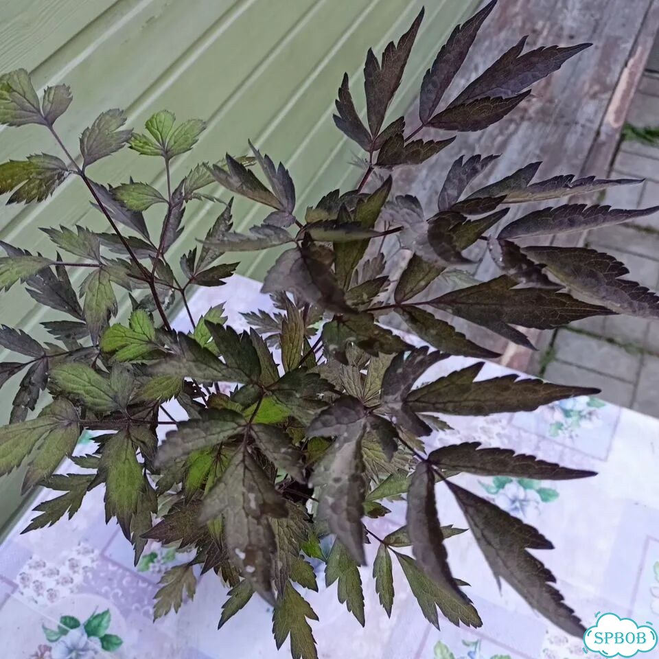 Куст пиона,клопогон,дейция фото 6
