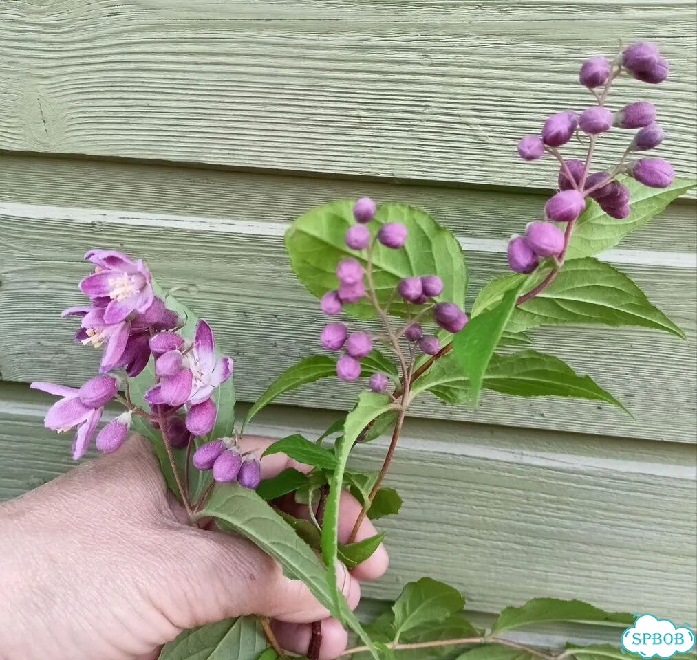 Куст пиона,клопогон,дейция фото 9