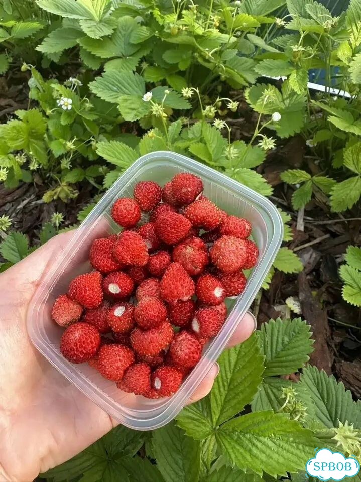 Земляника Свежая фото 1