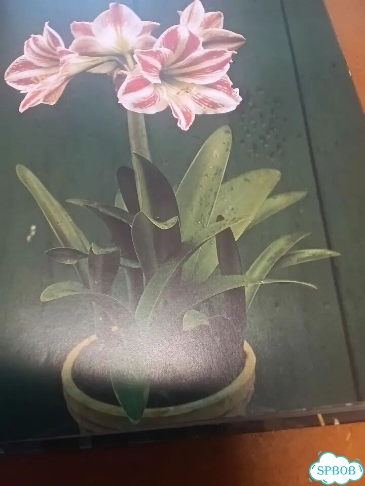 Книга о домашних цветах на немецком языке фото 3