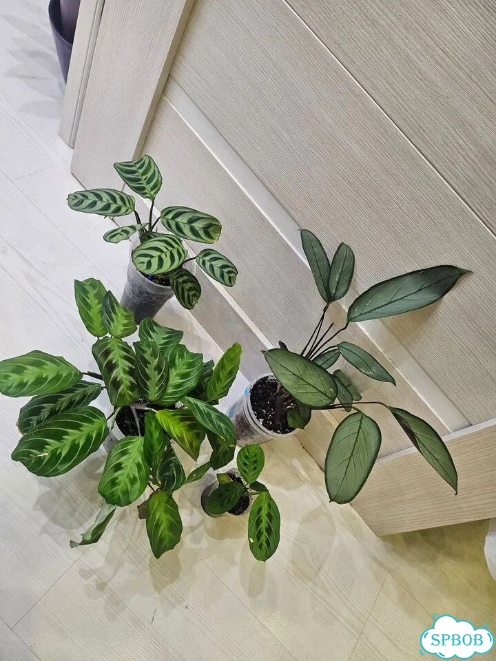Ктенанта маранта калатея фото 1