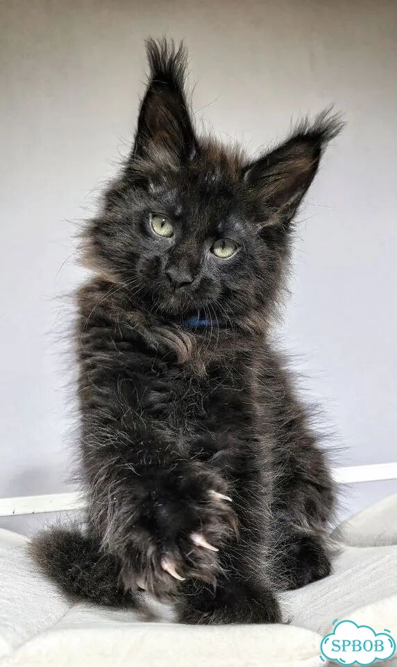 Мейн-кун котёнок фото 1