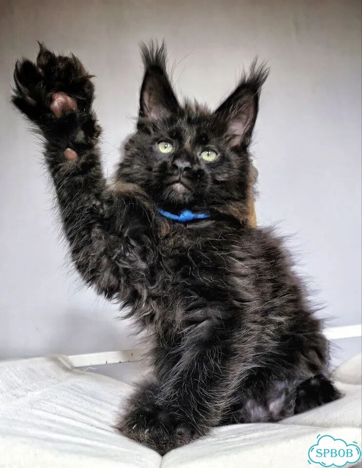 Мейн-кун котёнок фото 2