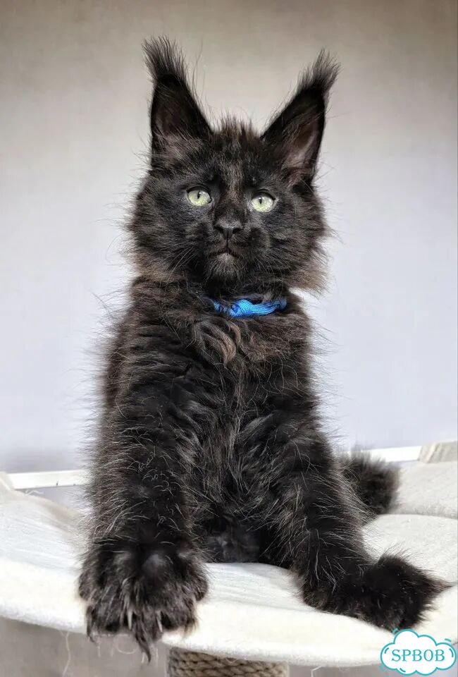 Мейн-кун котёнок фото 3