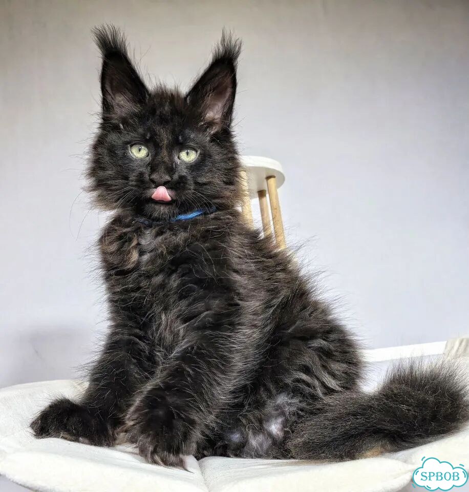 Мейн-кун котёнок фото 4