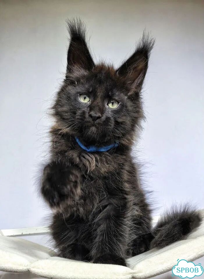 Мейн-кун котёнок фото 5
