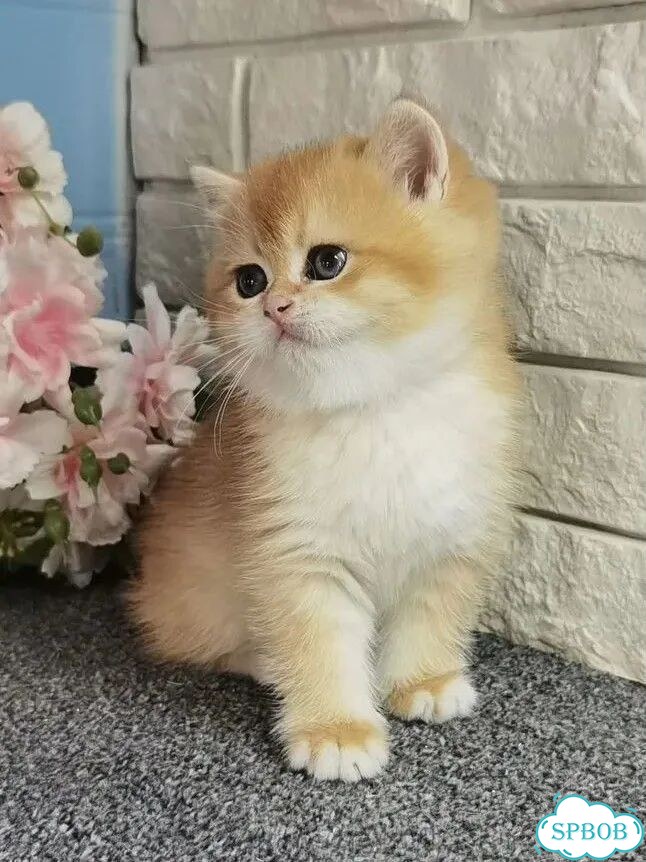 Британский короткошёрстный котёнок фото 1