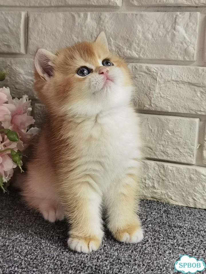 Британский короткошёрстный котёнок фото 2