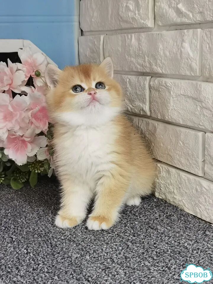 Британский короткошёрстный котёнок фото 3