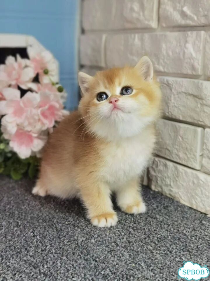 Британский короткошёрстный котёнок фото 4