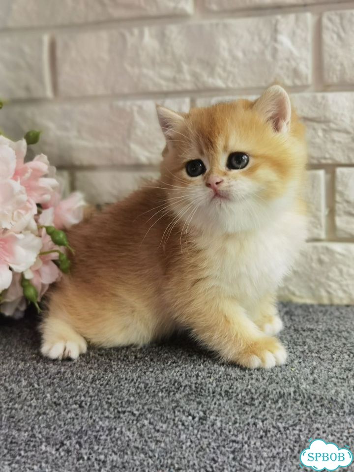 Британский короткошёрстный котёнок фото 5