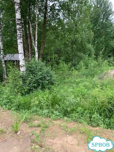 Участок 16 сот. (ИЖС) фото 3
