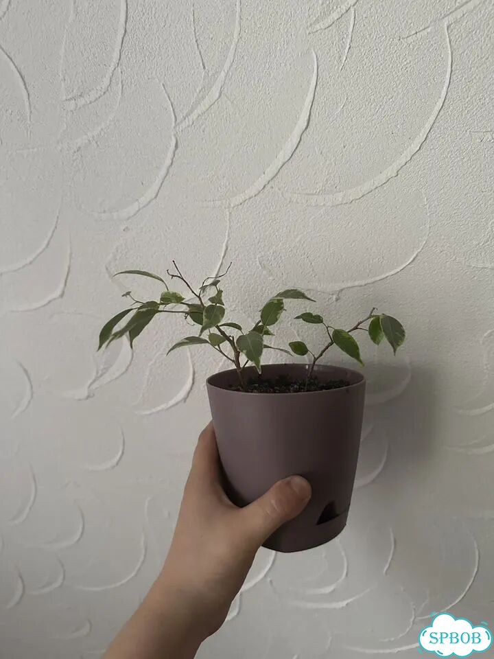 Фикус бенджамина фото 2