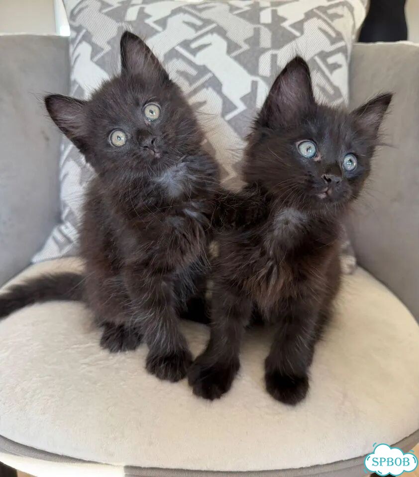 Котёнок в добрые руки фото 1