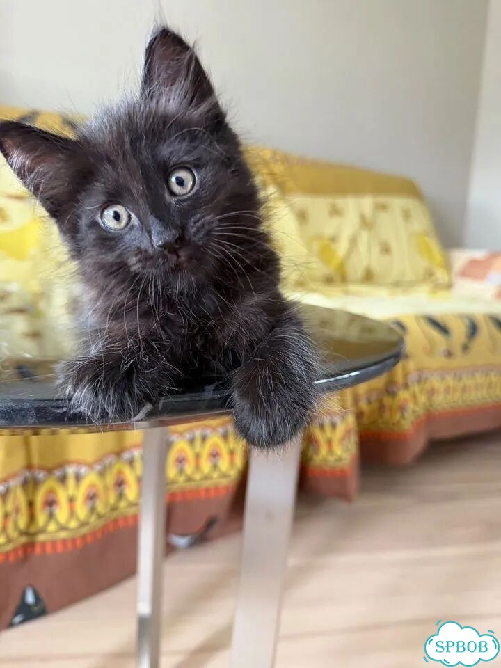 Котёнок в добрые руки фото 2