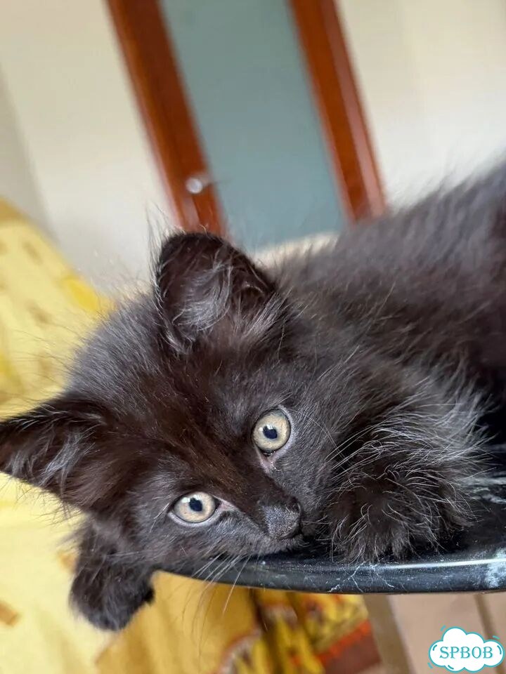 Котёнок в добрые руки фото 3