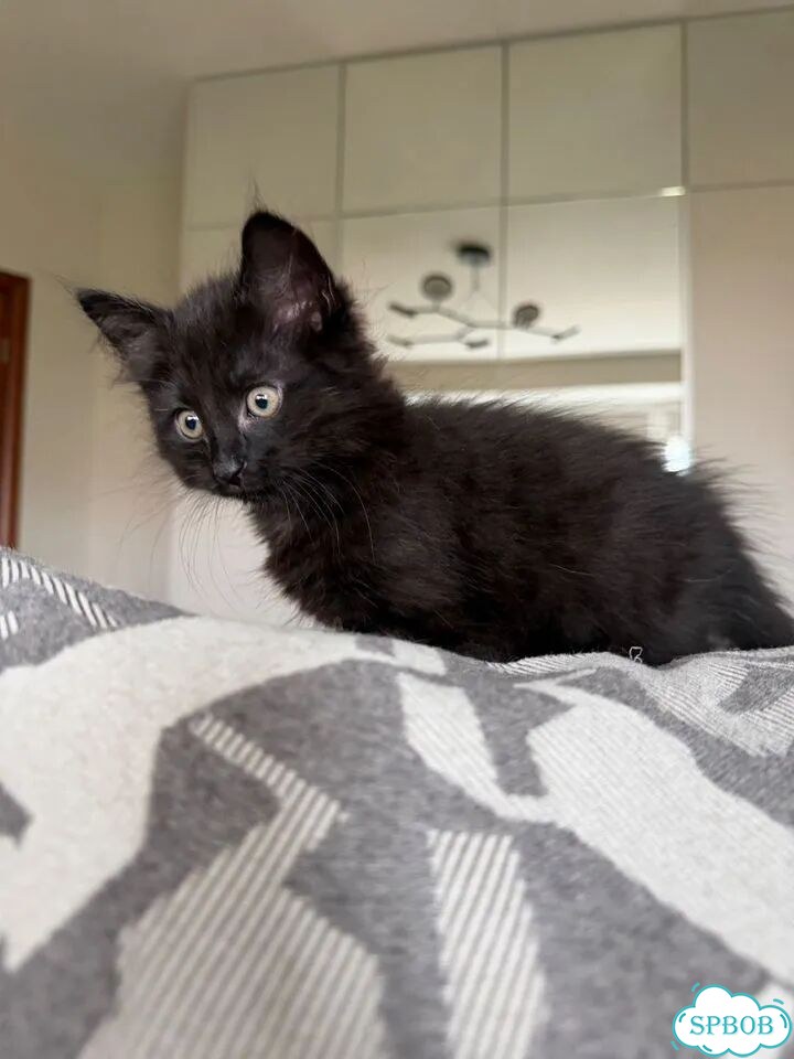 Котёнок в добрые руки фото 4