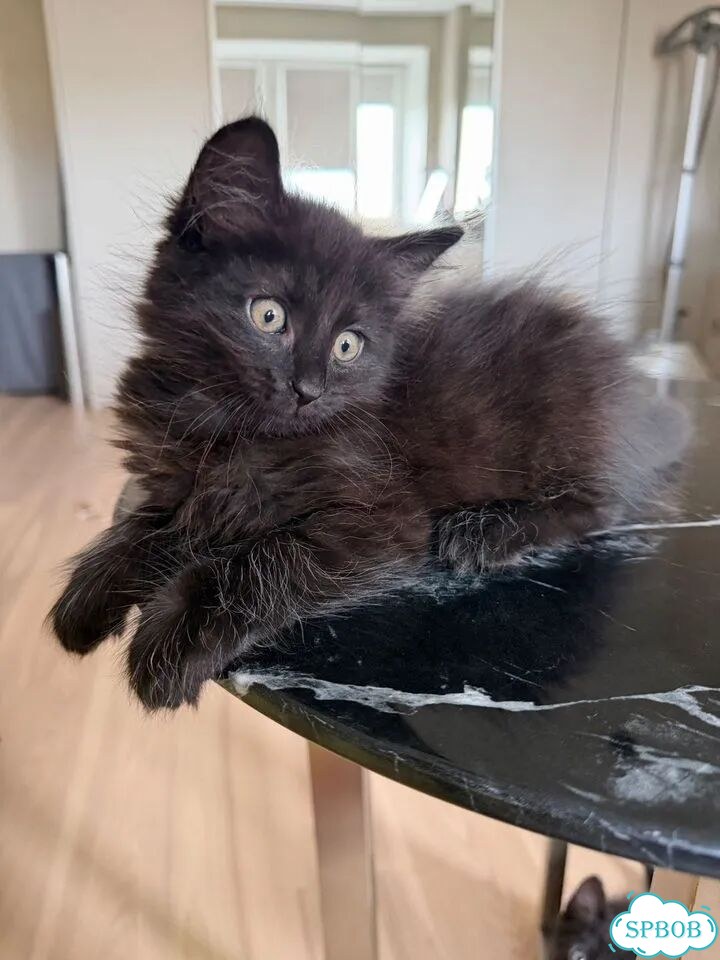 Котёнок в добрые руки фото 5