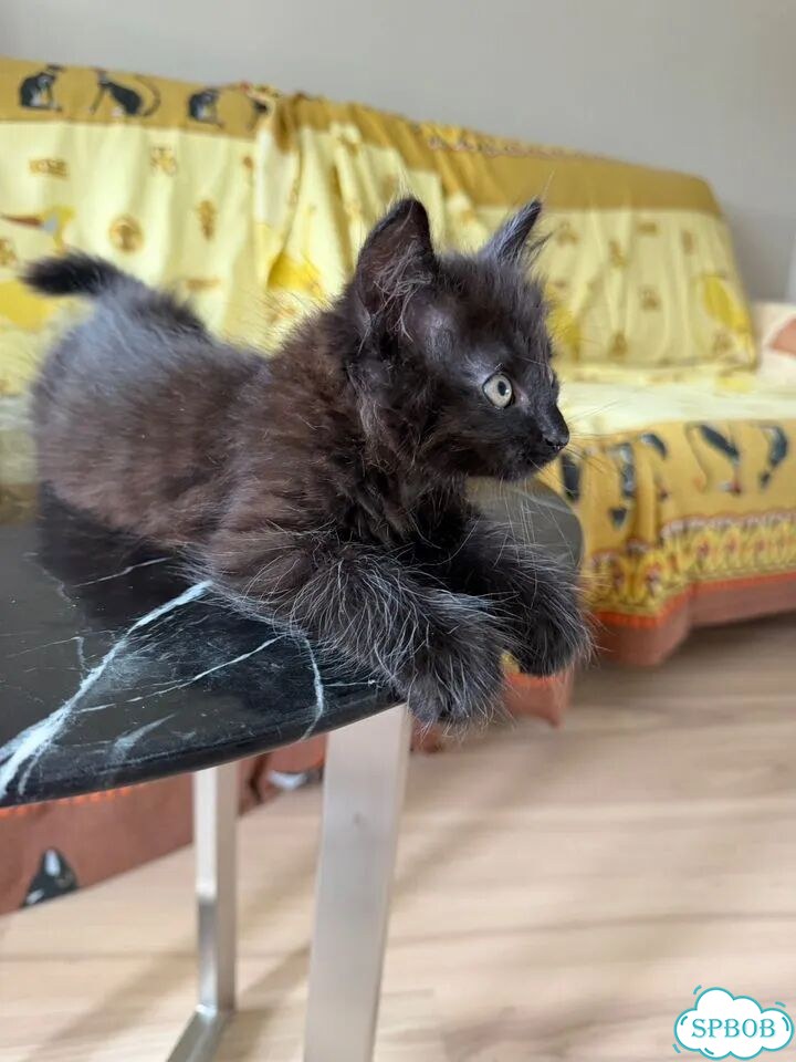 Котёнок в добрые руки фото 6