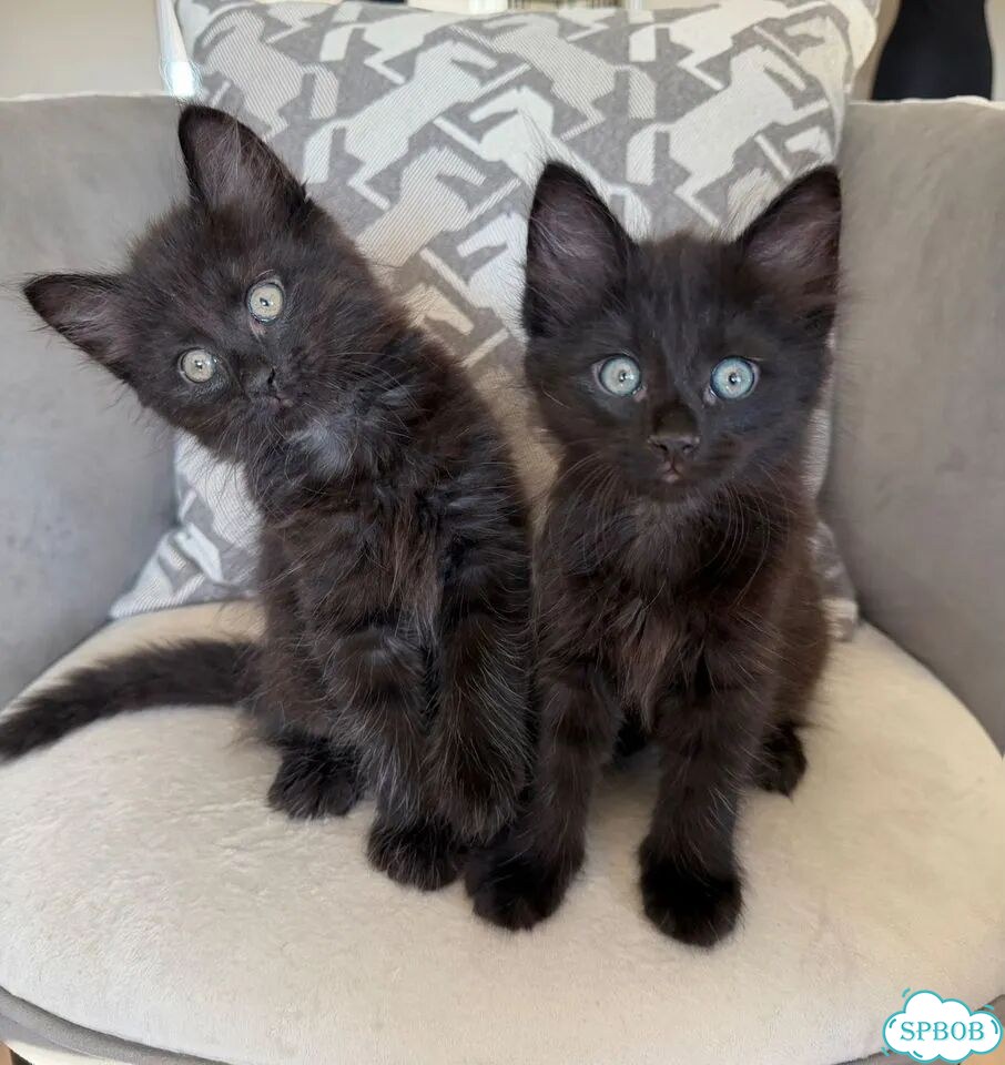 Котёнок в добрые руки фото 7