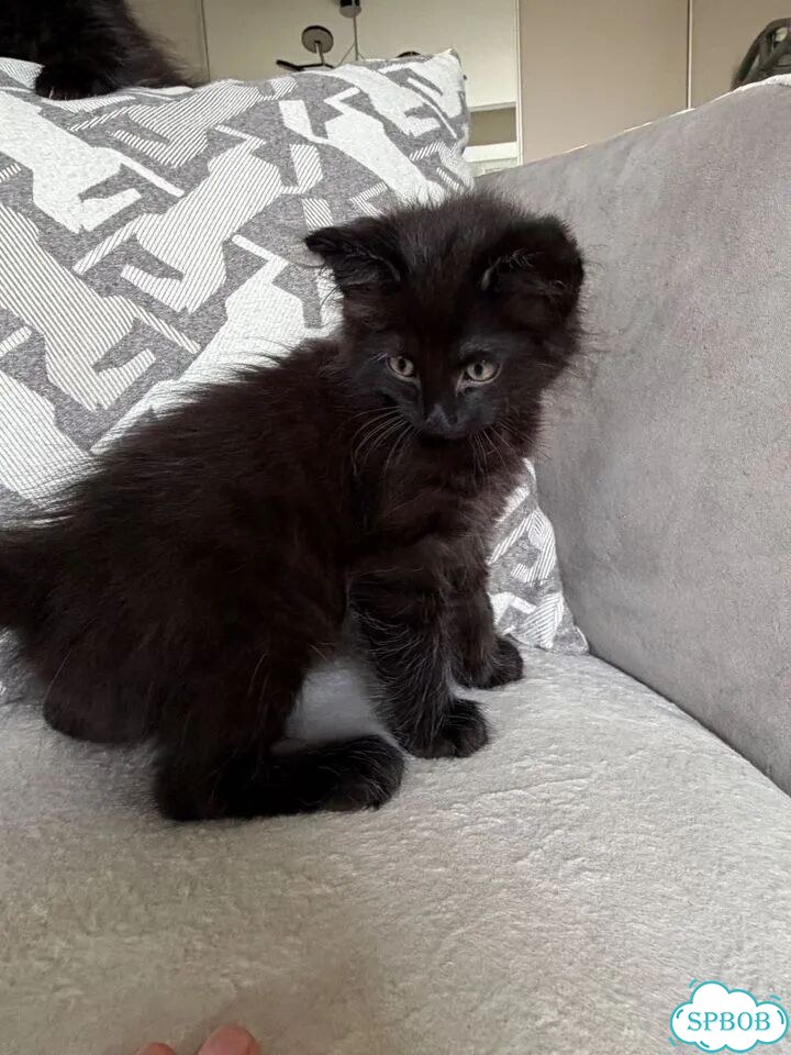 Котёнок в добрые руки фото 8