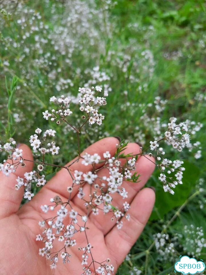 Гипсофила саженцы фото 4
