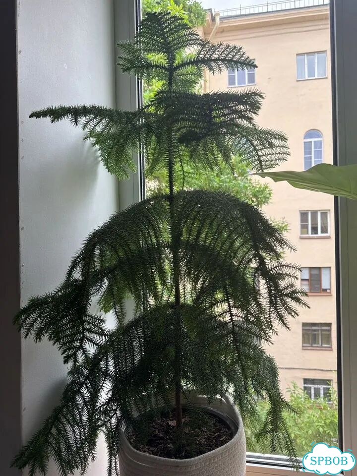Араукария комнатная ель фото 1