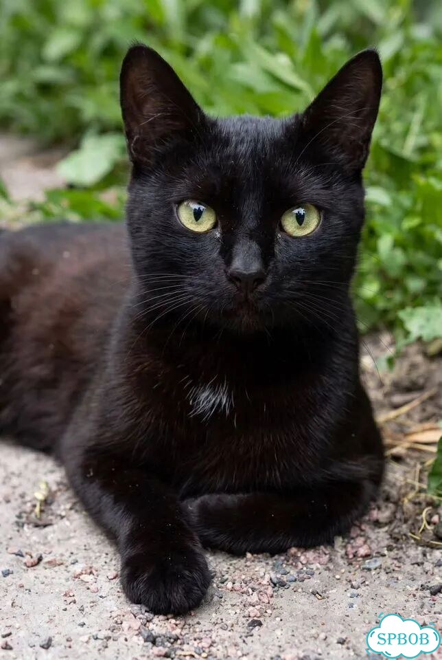 Котёнок в добрые руки фото 1