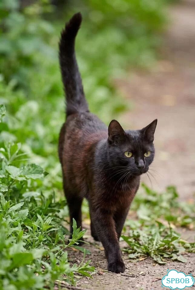 Котёнок в добрые руки фото 3