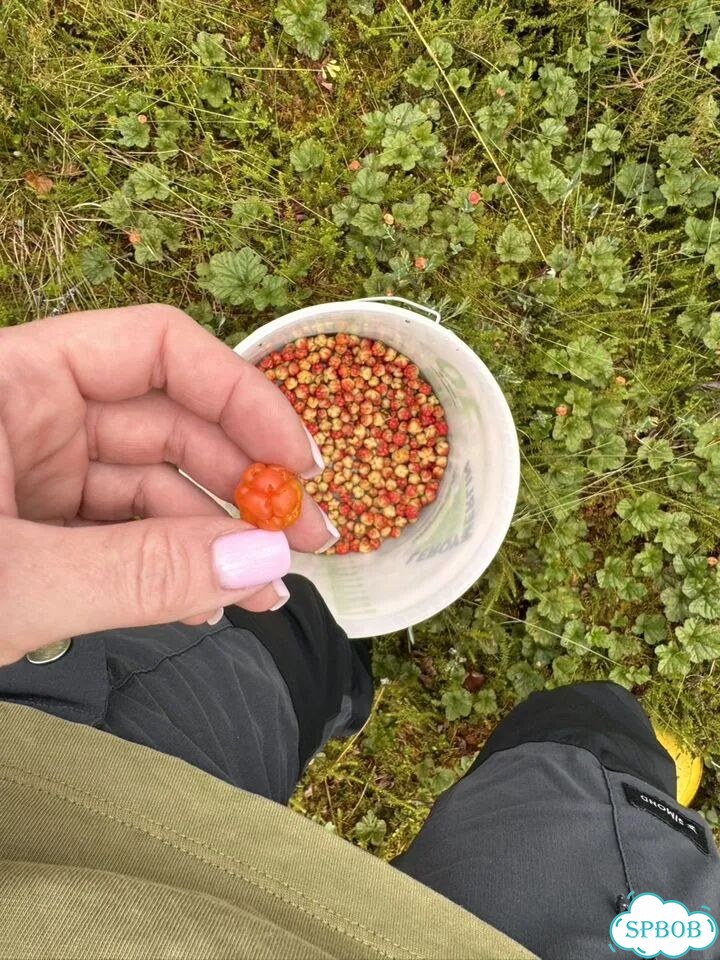 Морошка свежая фото 2