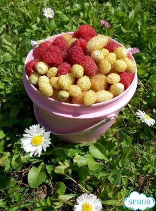Земляника желтая Саженцы фото 5