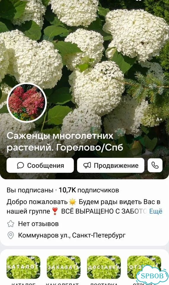 Земляника желтая Саженцы фото 6