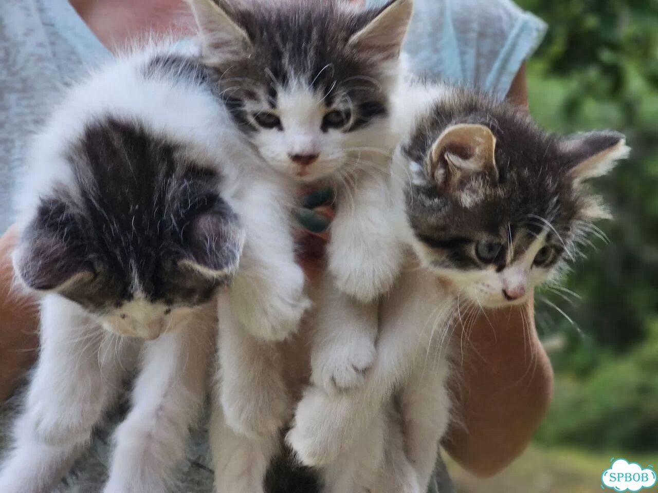 Котёнок в добрые руки фото 2