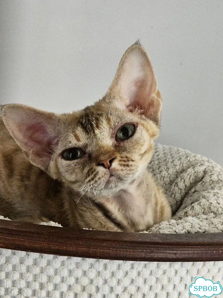 Девон-рекс котёнок фото 1