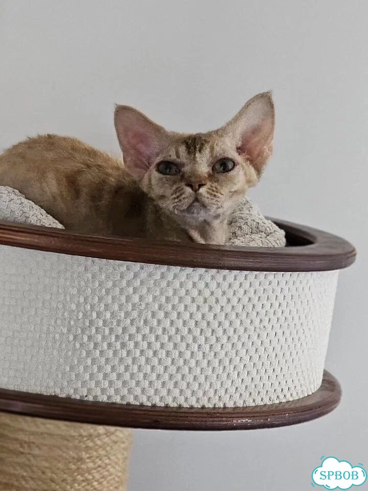 Девон-рекс котёнок фото 2