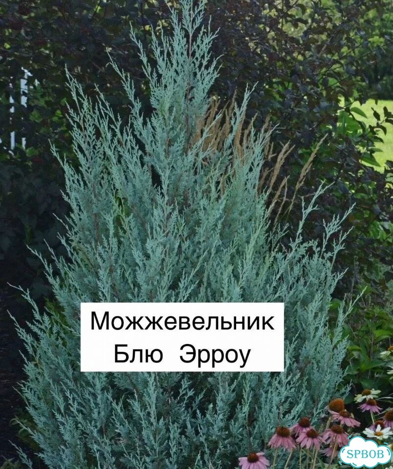 Можжевельник блю эрроу 50 см фото 1