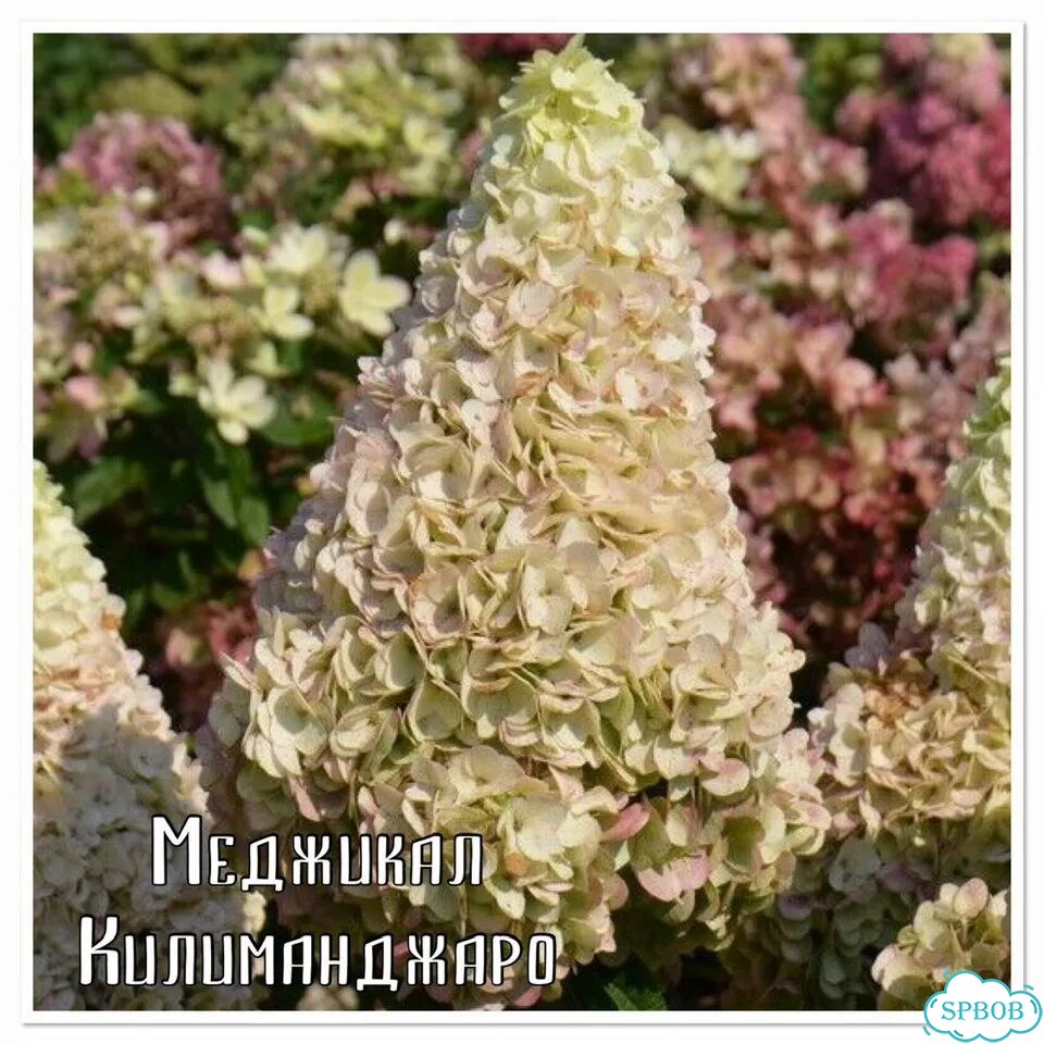 Гортензия Меджикал фото 1