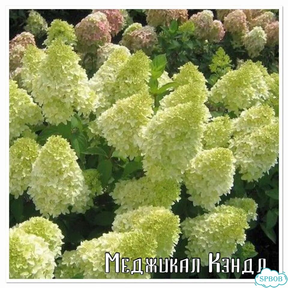 Гортензия Меджикал фото 2