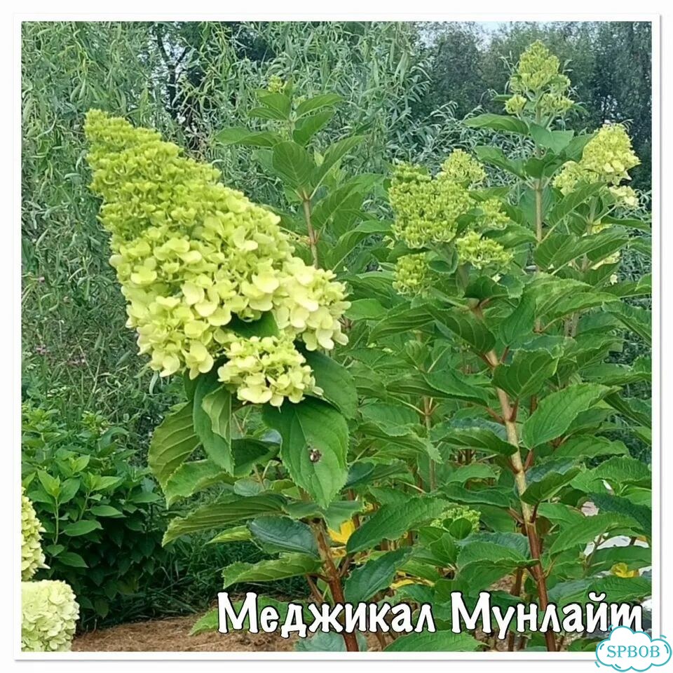 Гортензия Меджикал фото 3