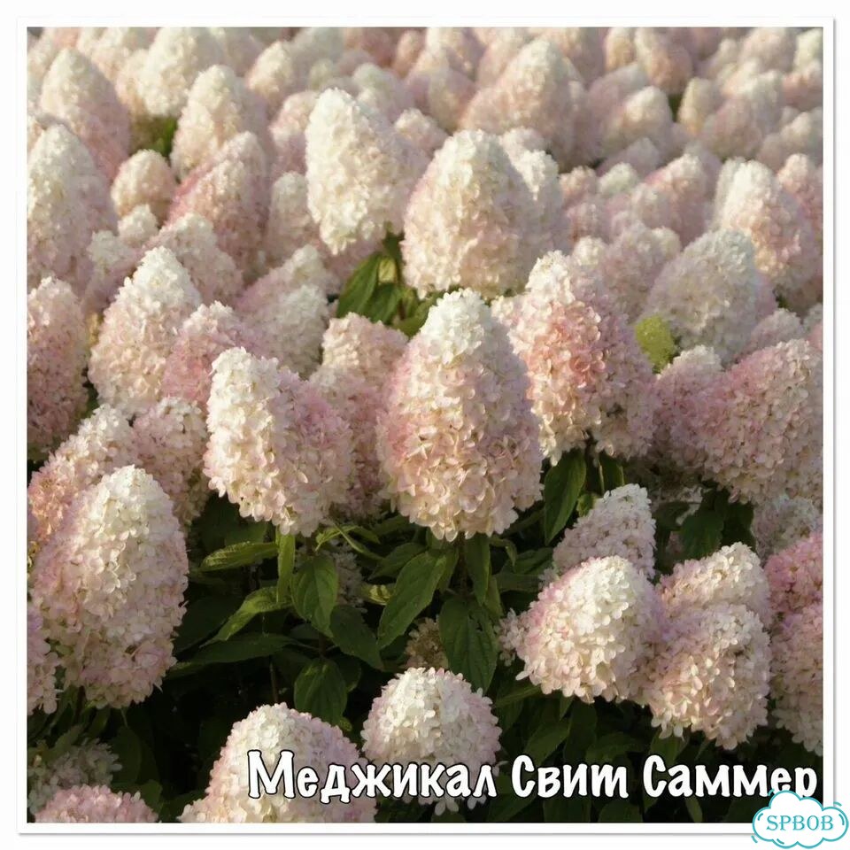 Гортензия Меджикал фото 4