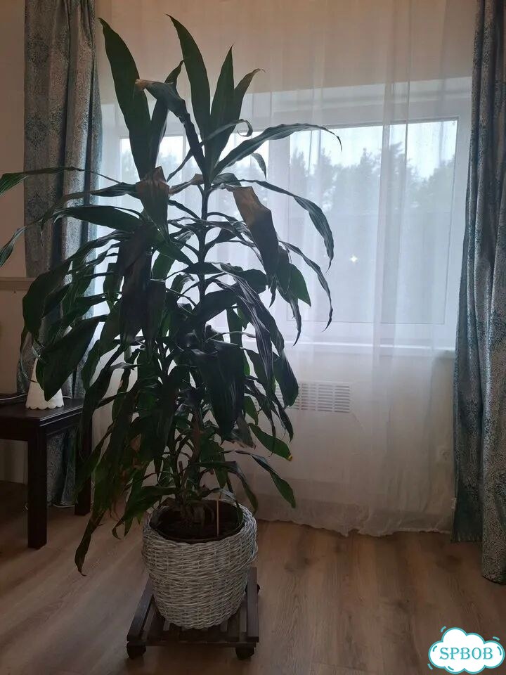 Пальма юкка большая фото 2