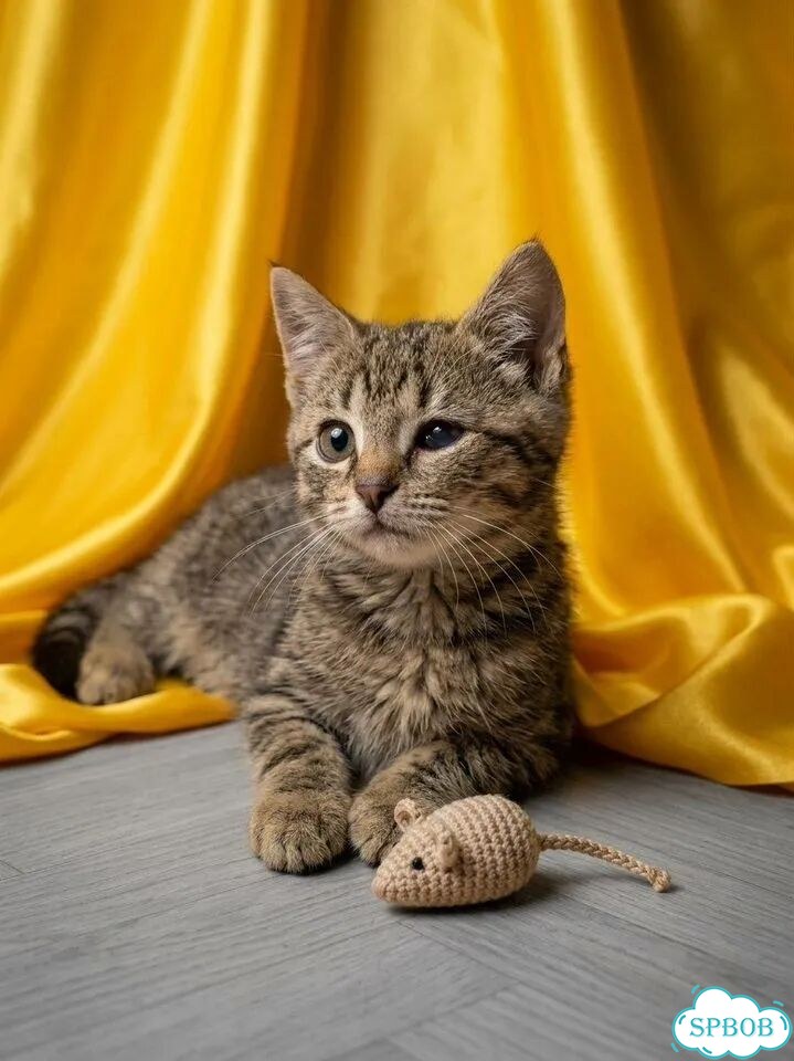 Котёнок в добрые руки фото 2
