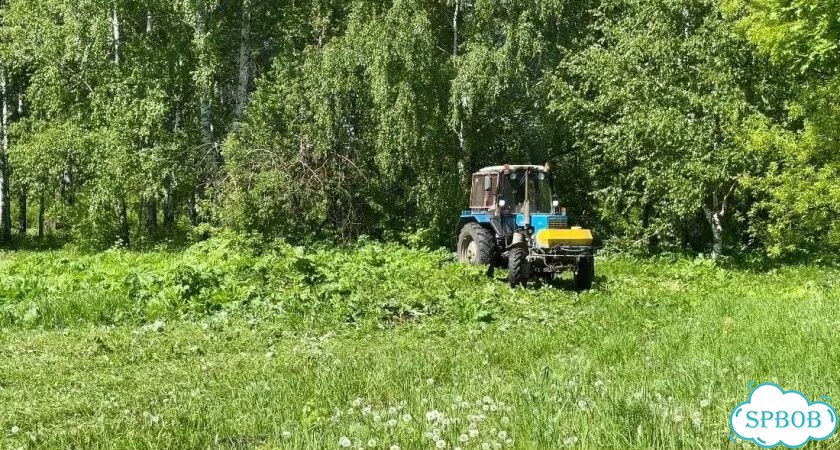 Уничтожение борщевика в СНТ фото 8