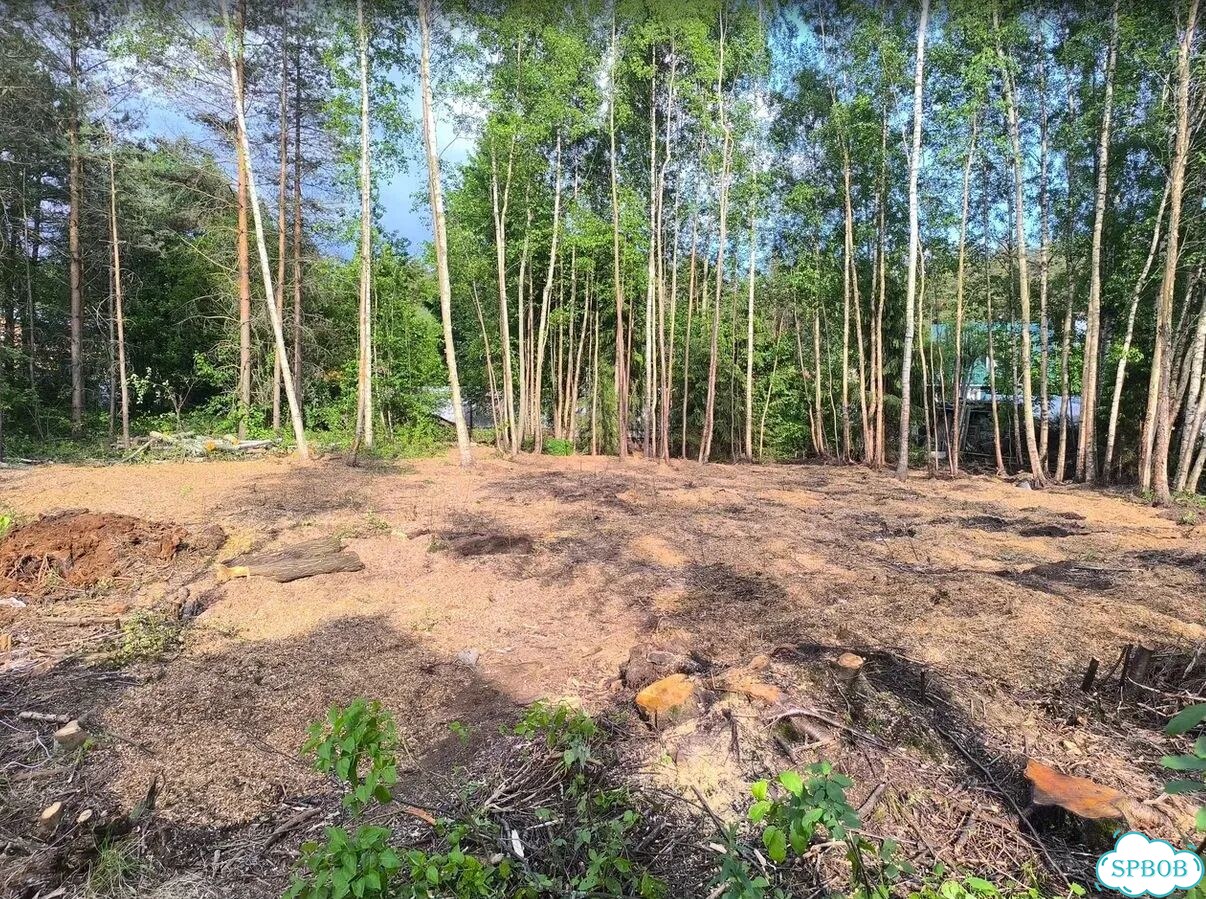 Расчистка участка Фрезерование пней фото 2
