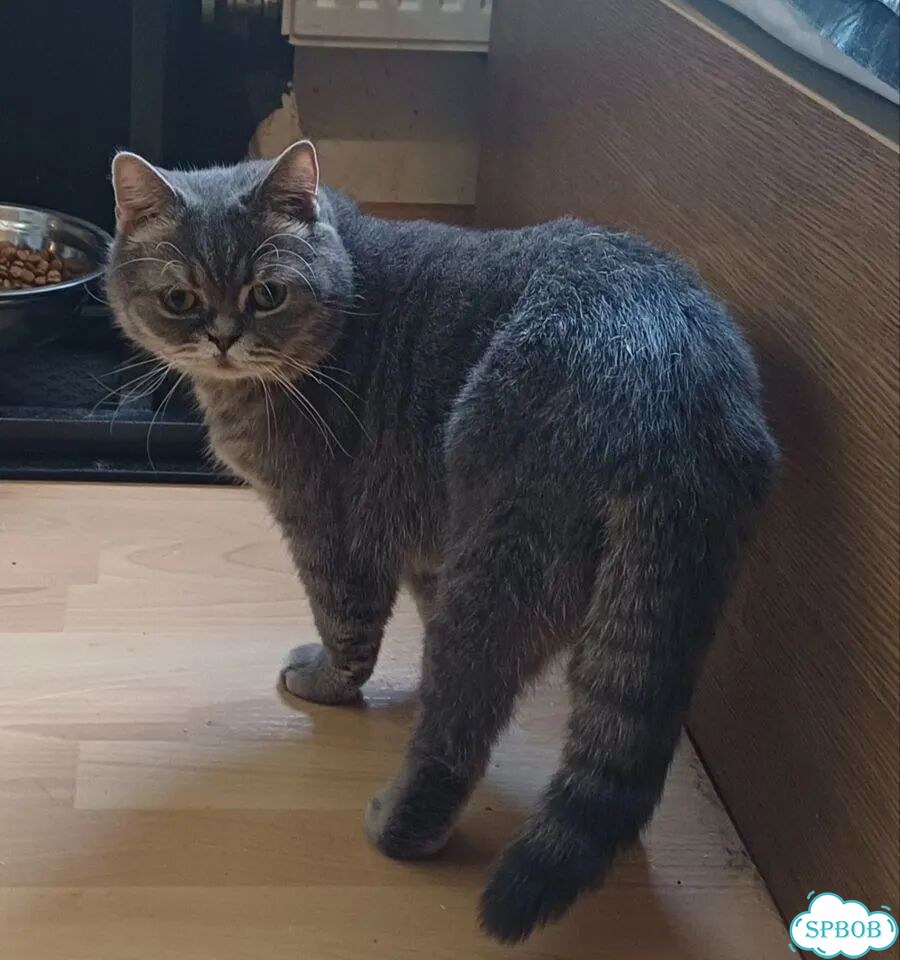Шотландский прямоухий короткошёрстный, взрослый кот фото 1