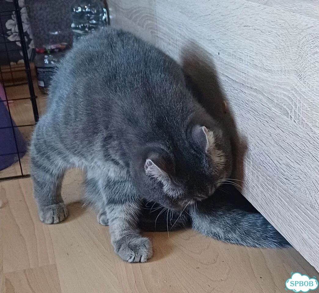 Шотландский прямоухий короткошёрстный, взрослый кот фото 4