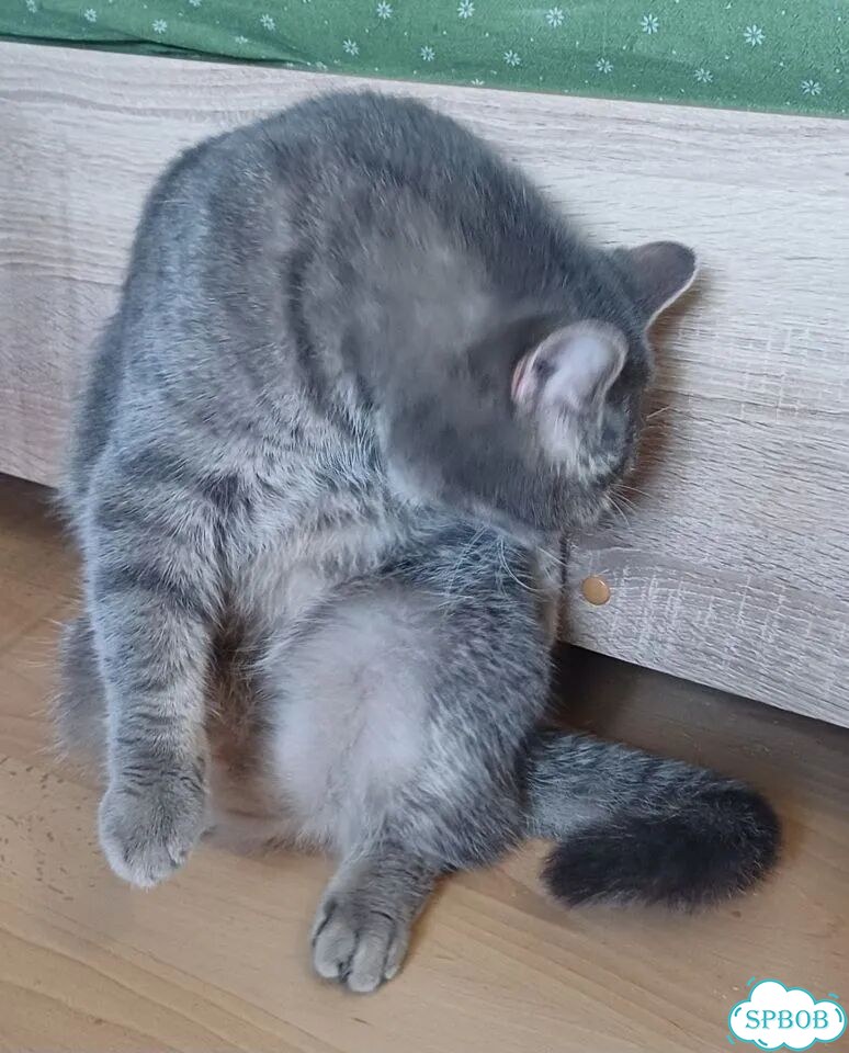Шотландский прямоухий короткошёрстный, взрослый кот фото 5