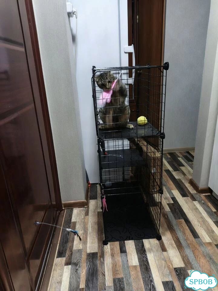 Барьер для кота фото 2